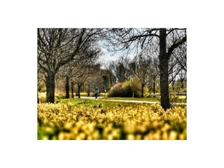 Rapsblüte in Ostholstein