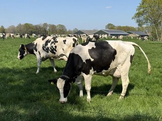 Apartment Lievelde Umgebung 39