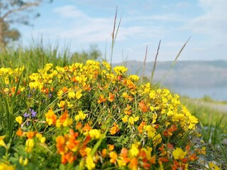 Vakantiehuis Welt  38