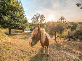 Casa per le vacanze Forcoli Ambiente 21