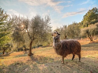 Vakantiehuis Forcoli Buitenaudio-opname 12