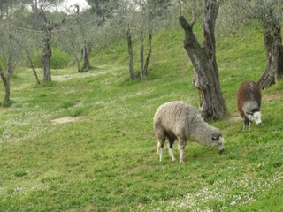 Holiday house Forcoli Environment 23