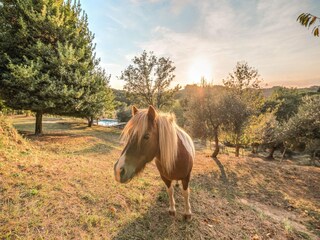 Casa de vacaciones Forcoli Entorno 22