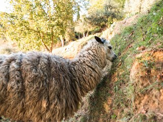 Vakantiehuis Forcoli Omgeving 22