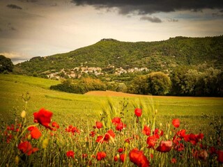 Fattoria Paciano Ambiente 20