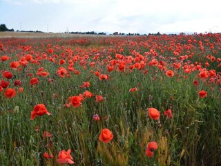 Boerderij Paciano Omgeving 22