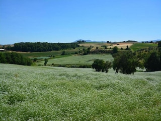 Bauernhof Paciano Umgebung 38