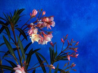 Vakantiehuis San Nicola l'Arena  55