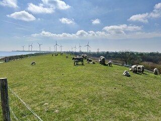 Frühjahr auf dem Deich