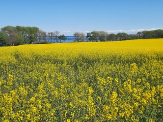 blühendes Rapsfeld
