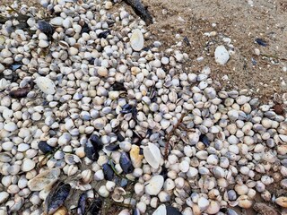 Muschelgetuschel