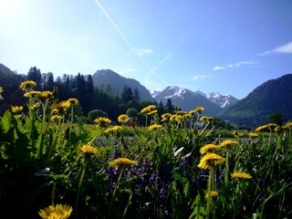 Löwenzahnblüte