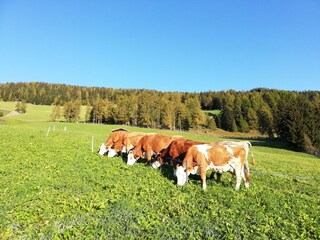 Vakantieappartement Ultental Omgeving 19