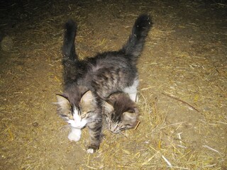 Appartamento per vacanze Ultental Ambiente 20