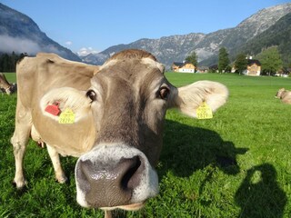 Appartamento per vacanze Bad Aussee Registrazione all'aperto 18