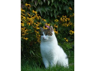 Appartamento per vacanze Bad Aussee Registrazione all'aperto 7