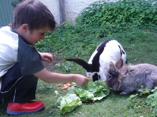 Appartamento per vacanze Bad Aussee Registrazione all'aperto 5