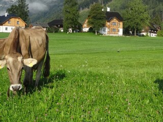 Apartamento de vacaciones Bad Aussee Grabación al aire libre 33
