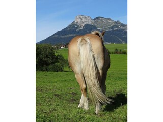 Appartamento per vacanze Bad Aussee Registrazione all'aperto 10