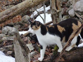 Appartamento per vacanze Bad Aussee Registrazione all'aperto 12