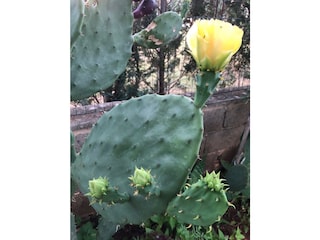 Appartamento per vacanze Medulin Registrazione all'aperto 6