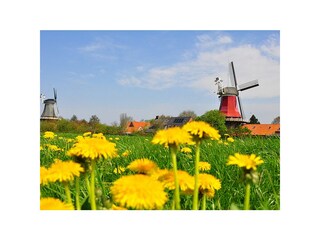 Ferienhaus Greetsiel Umgebung 22