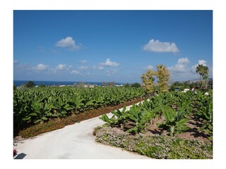 Villa Paphos Registrazione all'aperto 5