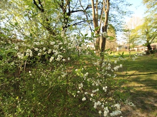 Blick auf die Ferienhäuser vom Schlosspark aus