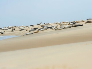 Seehundbank am Nordstrand