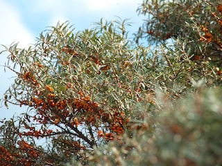Sanddorn in den Dünen