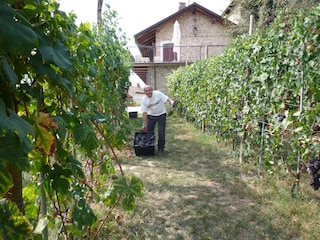 Weinlese am La Vigna del Parroco
