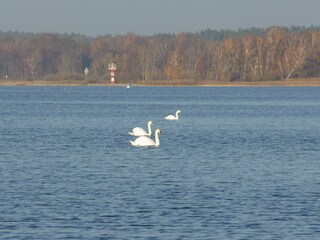 Swans on lake Fleesensee