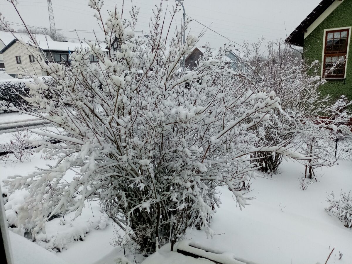 Bauernjasmin mit Winterkleid