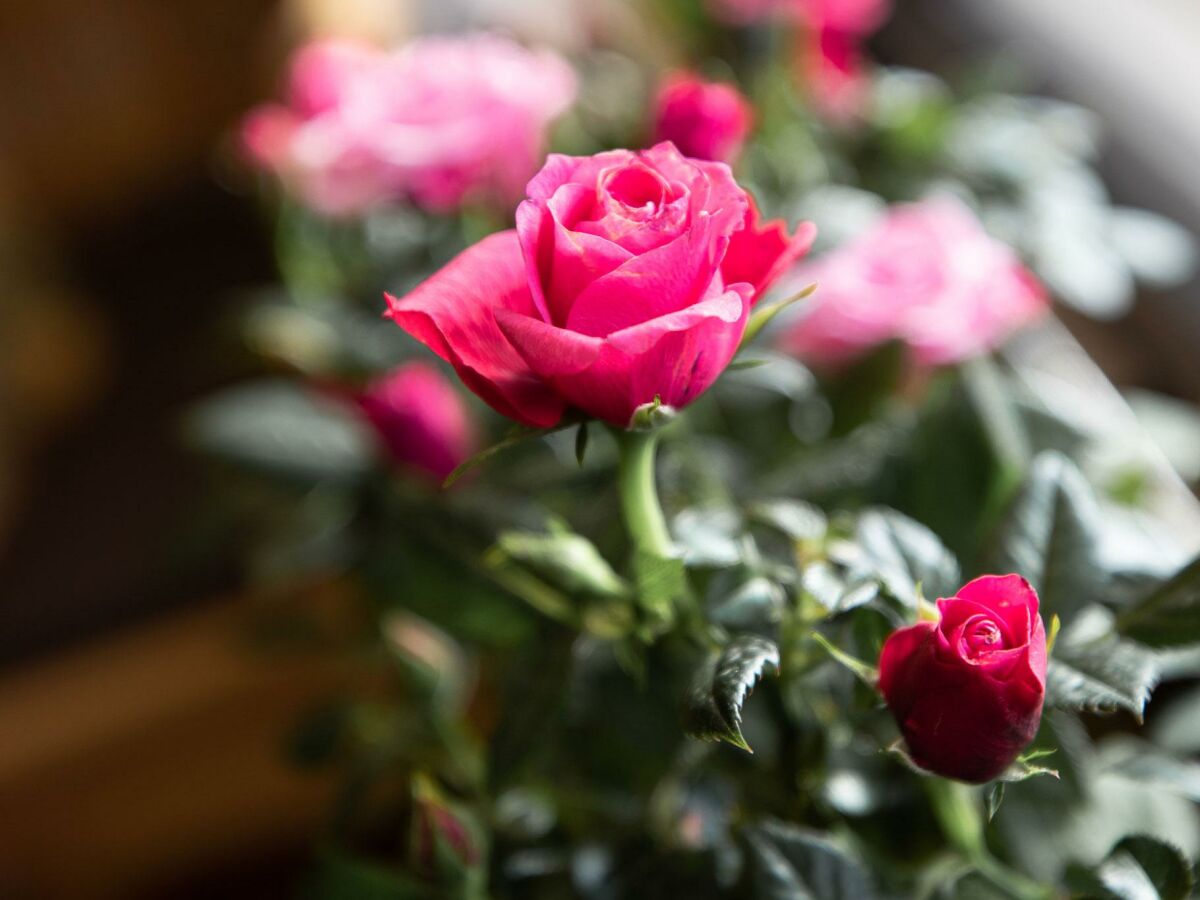 Die Fensterbank im Wohnzimmer - Platz für Blumen