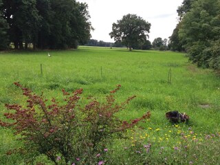 Blick auf die Weide/Wiese