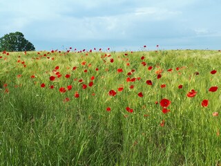 Vakantieappartement Kronsgaard Omgeving 28