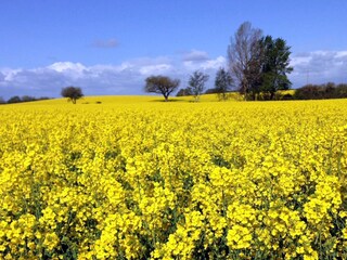 Appartement de vacances Kronsgaard Environnement 33