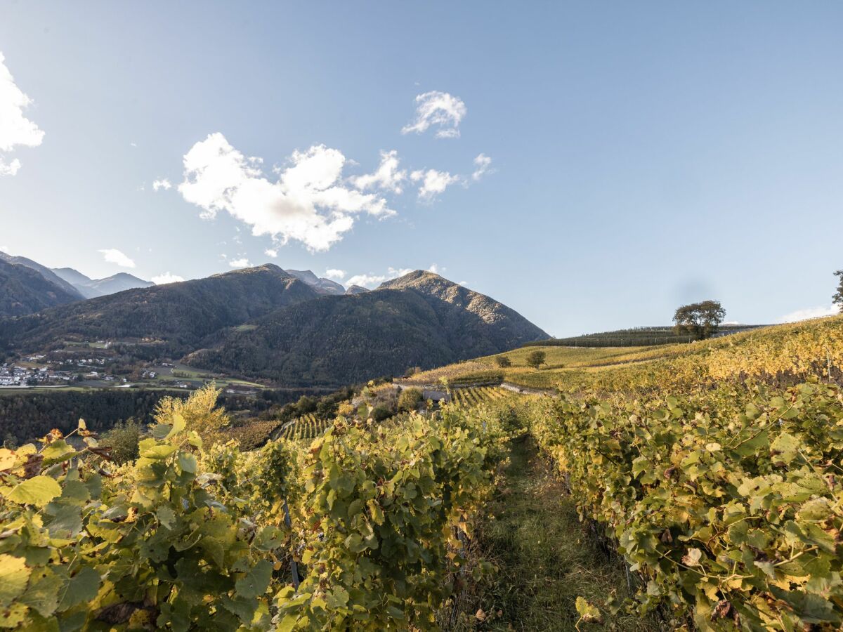 Weinberge im Herbst