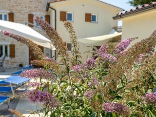 Villa Kanfanar Registrazione all'aperto 11