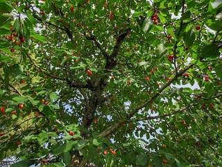Type de propriété : Ferme Monte Santa Maria Tiberina Enregistrement extérieur 1