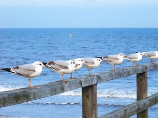 Maison de vacances Trassenheide  55