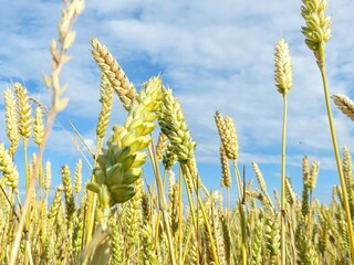 Ferienhaus Allinge  15