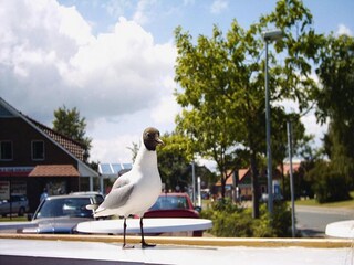 Holiday house Burhave Outdoor Recording 8