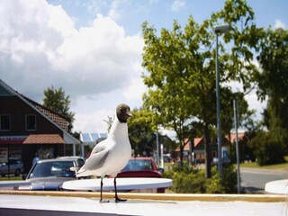 Vakantiehuis Burhave Buitenaudio-opname 2