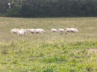 Casa per le vacanze Richelieu Ambiente 21