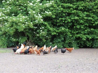 Vakantiehuis Ängelholm  25