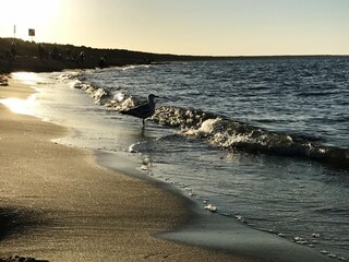 Appartement Trassenheide Environnement 21