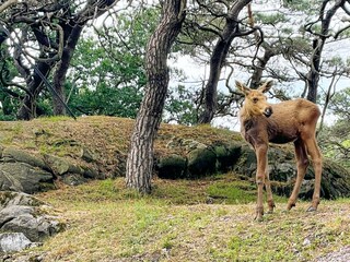 Ferienhaus Bengtsfors  23