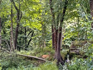 Ferienhaus Bengtsfors  24