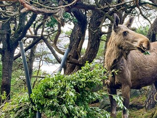 Vakantiehuis Bengtsfors  26